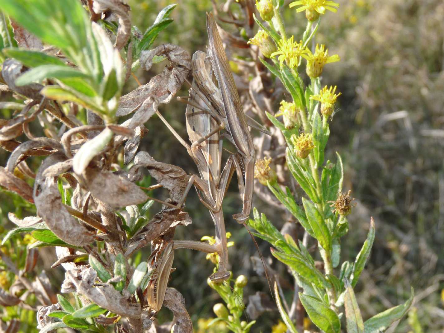 Accoppiamento Mantis religiosa